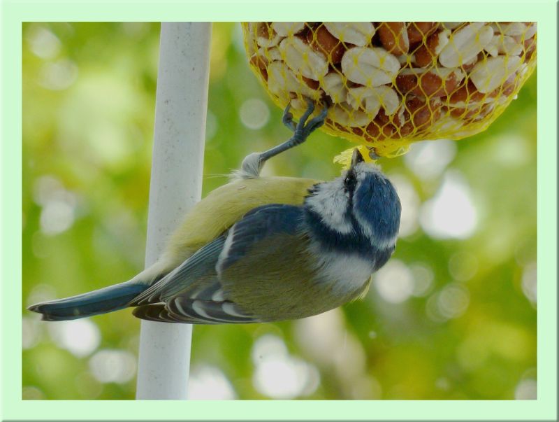 Blaumeise hängend am Knödel